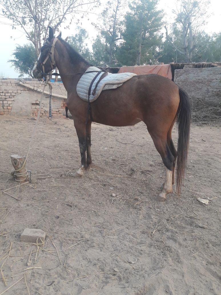 Female horse age 2 year 5 Month one month pregnant for sale